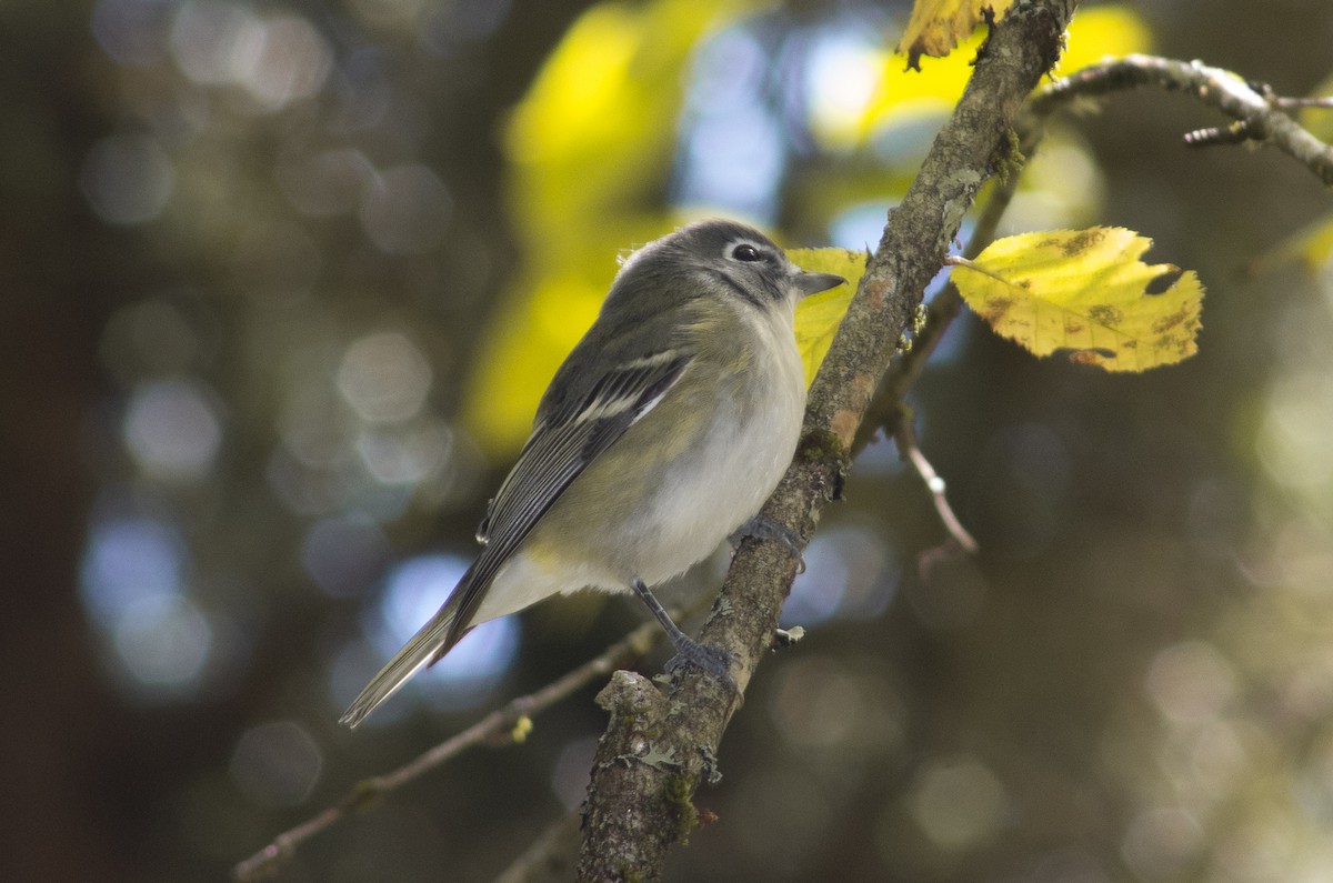 Blue-headed Vireo - ML609811357