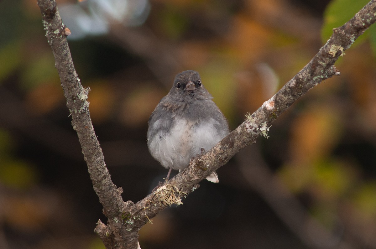 Dark-eyed Junco (Slate-colored) - ML609811366