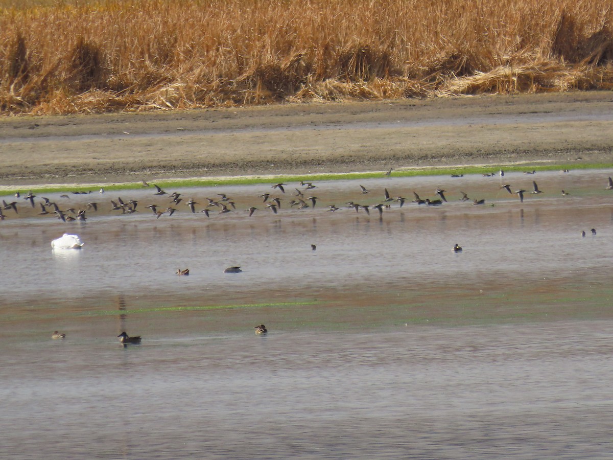 Long-billed Dowitcher - ML609811428