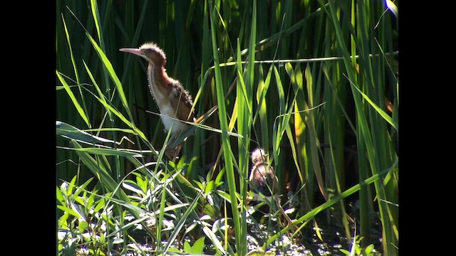 Least Bittern - ML609811431