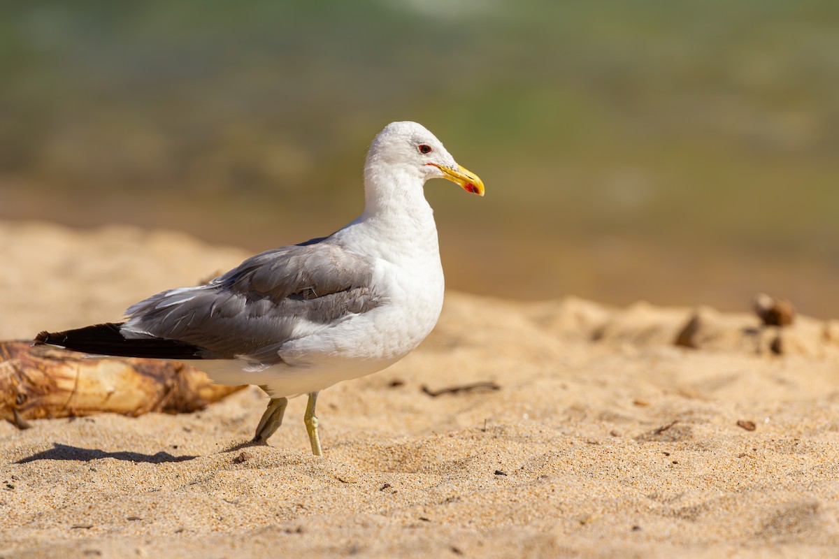 Gaviota Californiana - ML609811476