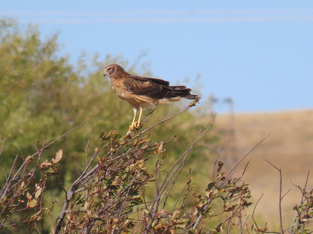 Northern Harrier - ML609811519