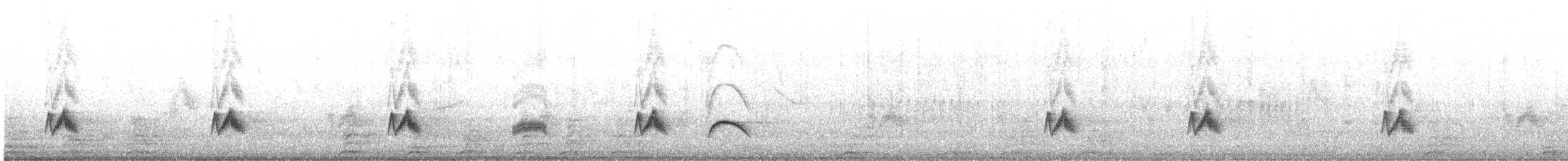 Élénie à cimier blanc (chilensis) - ML609811634