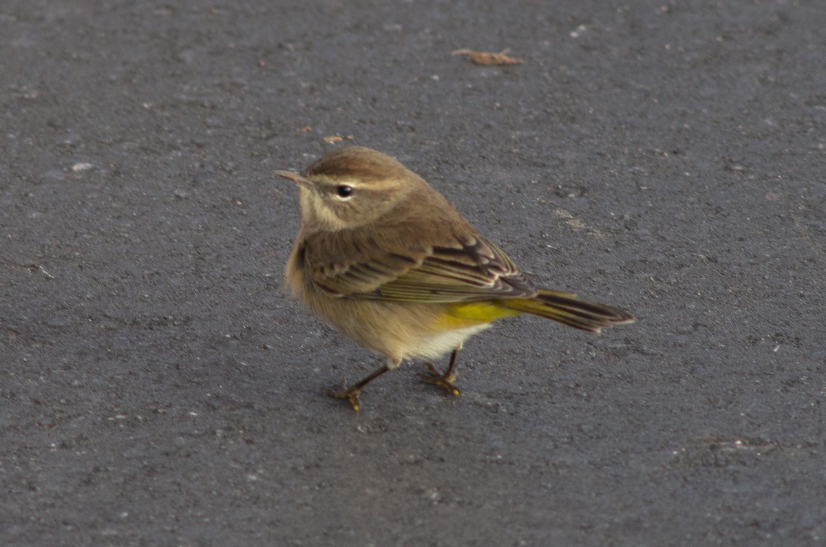 Palm Warbler - Kevin Durso