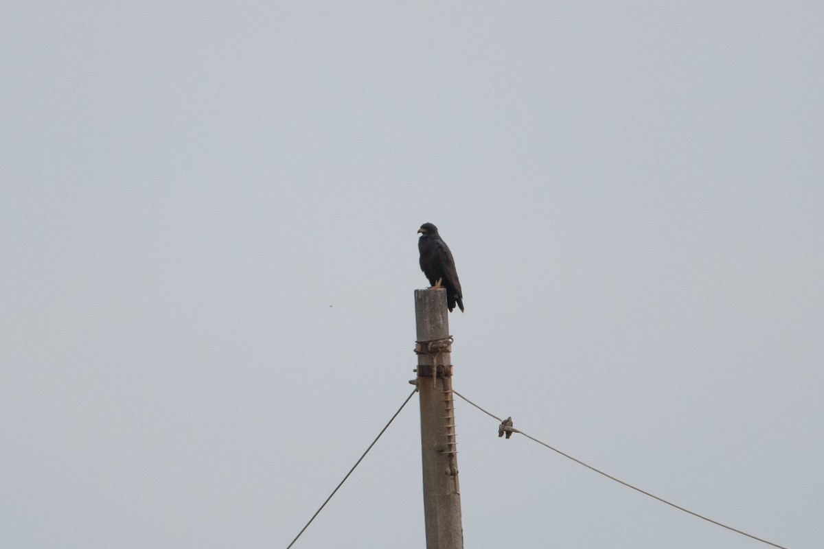 Common Black Hawk - ML609811834