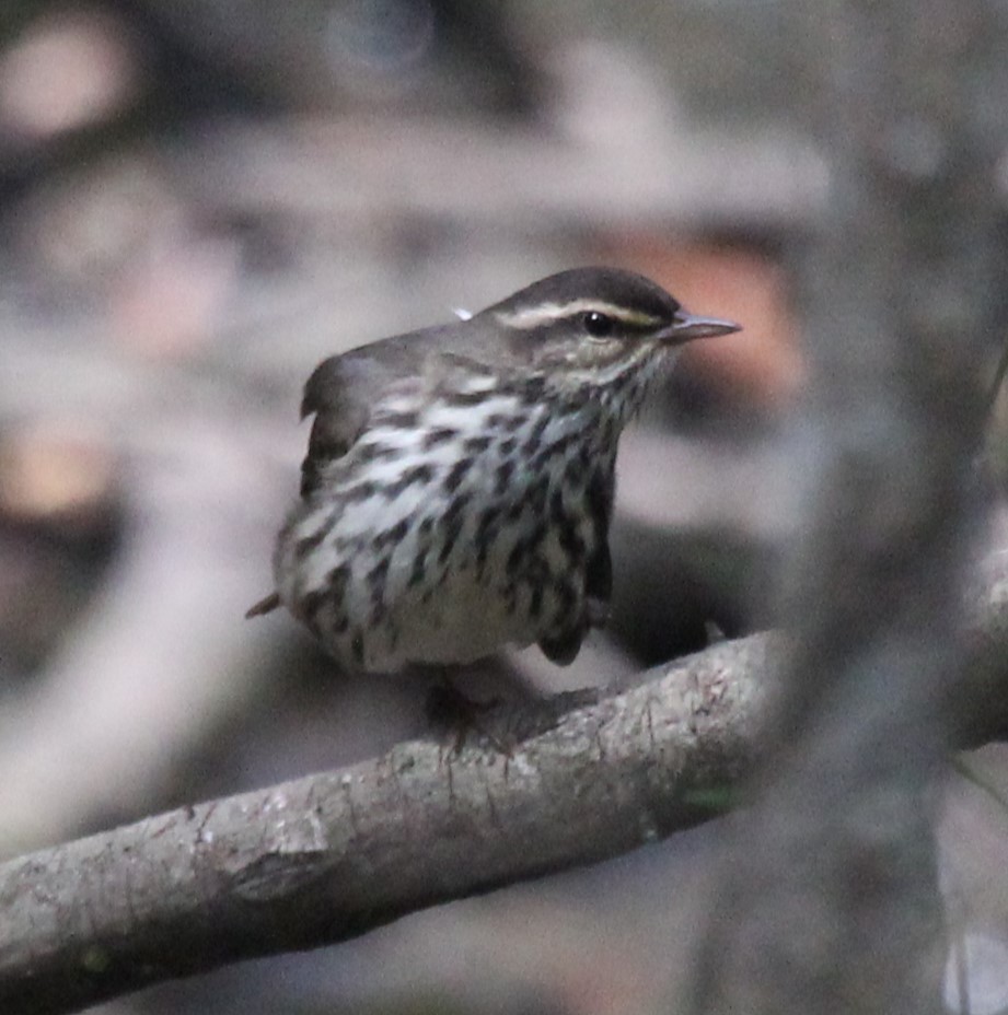 Northern Waterthrush - ML609812044