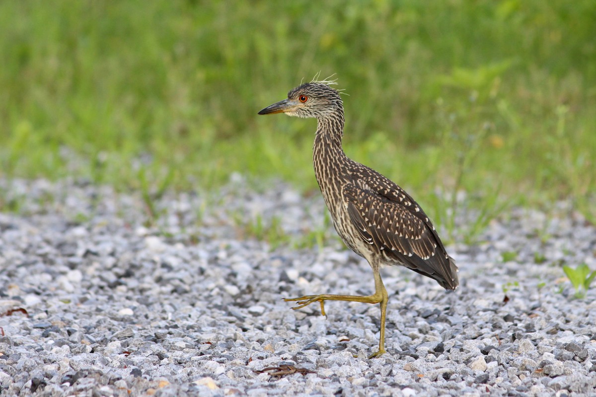 Yellow-crowned Night Heron - ML60981211