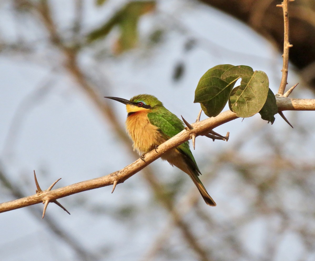 Little Bee-eater - Larry Moore