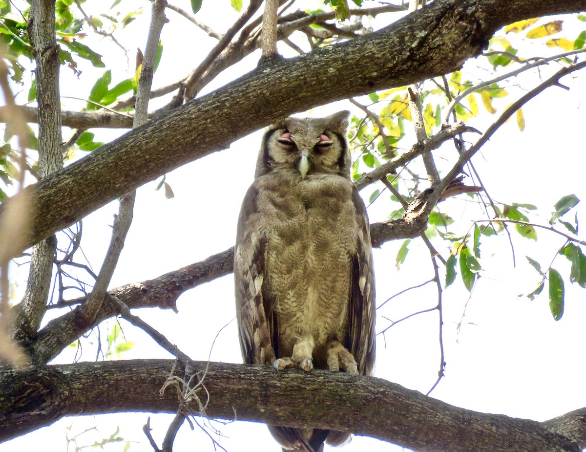 Verreaux's Eagle-Owl - Larry Moore