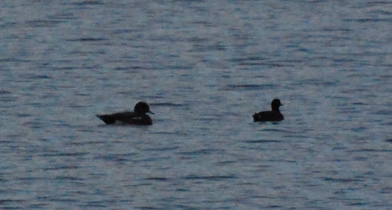 American Wigeon - ML609812307