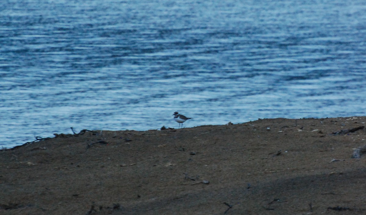 Killdeer - Max Thayer