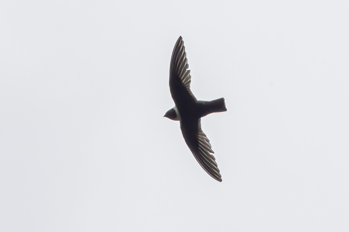 White-collared Swift - ML609812333