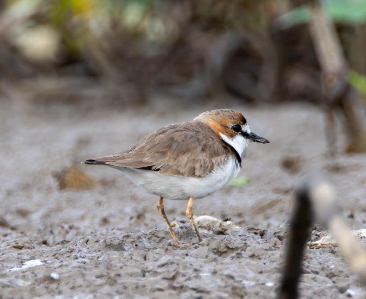 Collared Plover - ML609812387