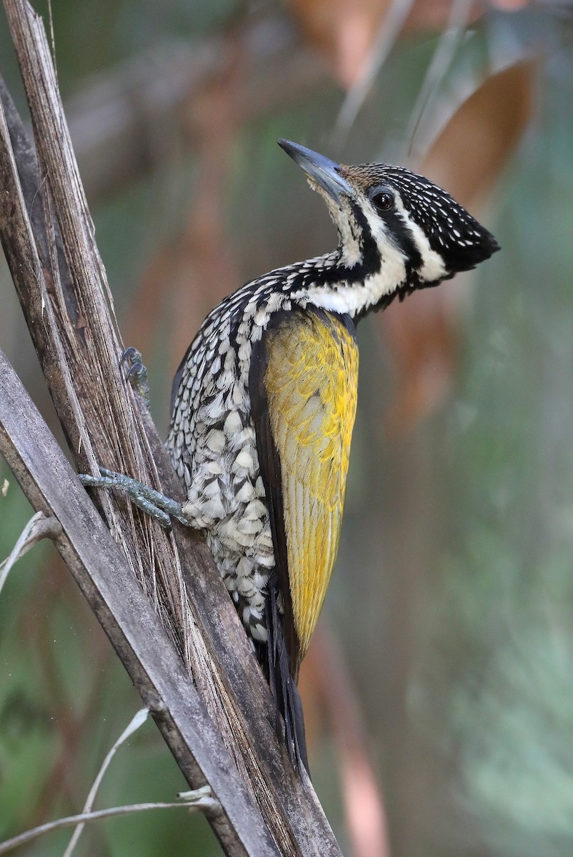 Common Flameback - sheau torng lim