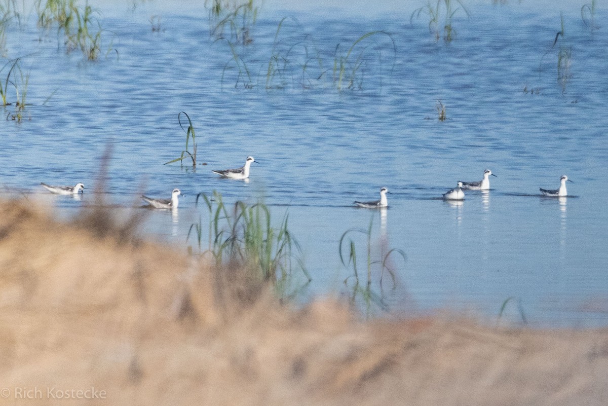 svømmesnipe - ML609812438