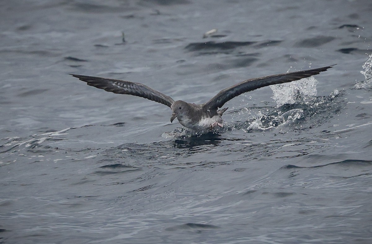 Pink-footed Shearwater - ML609812452
