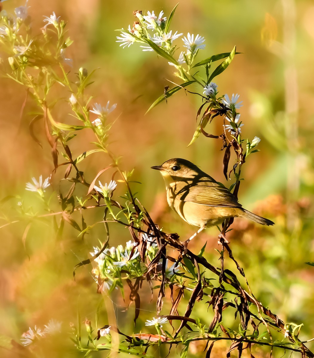 Common Yellowthroat - ML609812546