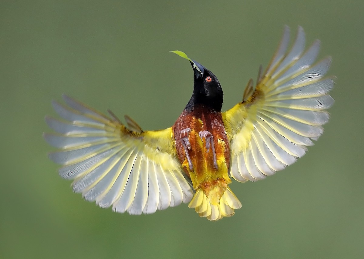 Golden-backed Weaver - ML609812570