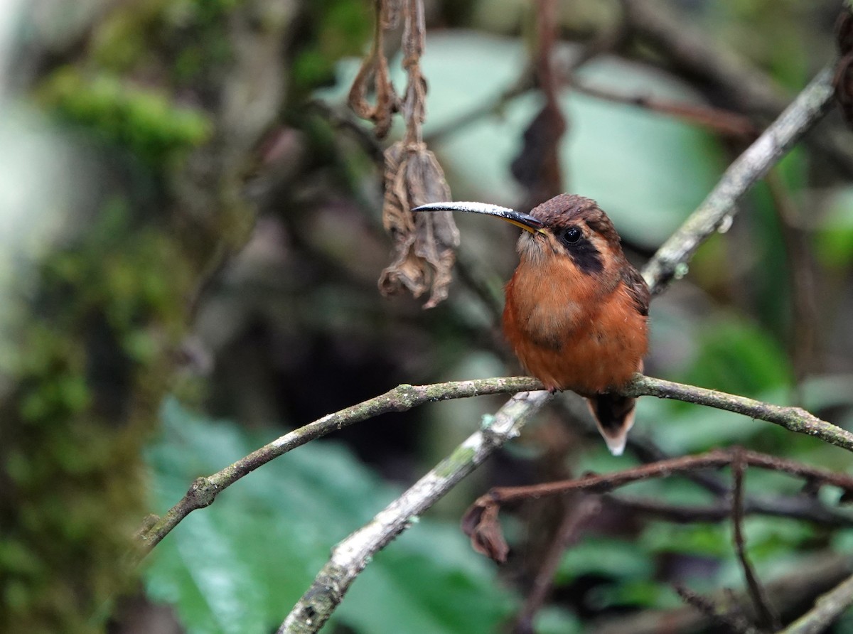 Gray-chinned Hermit - ML609812606