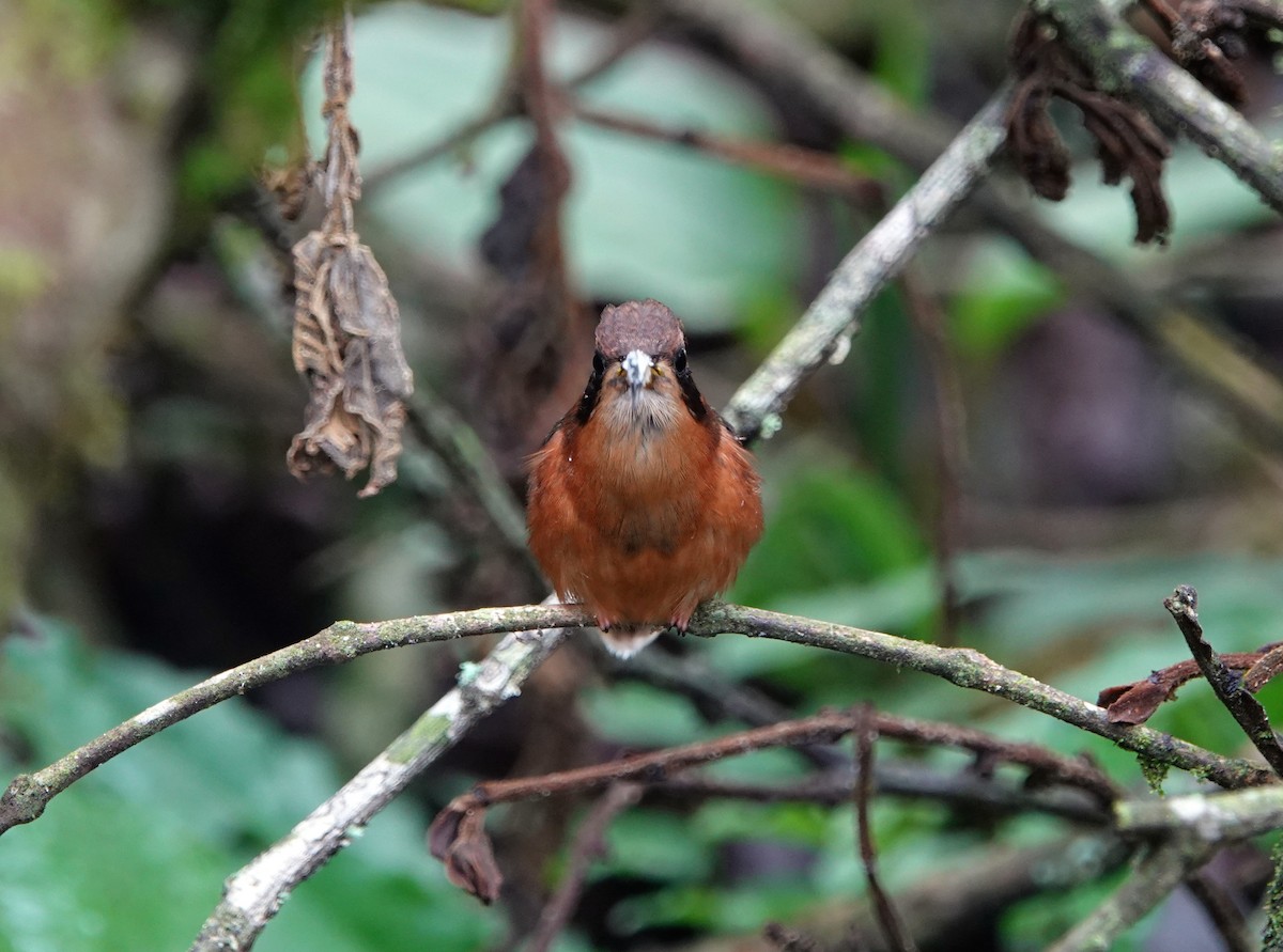 Gray-chinned Hermit - ML609812607