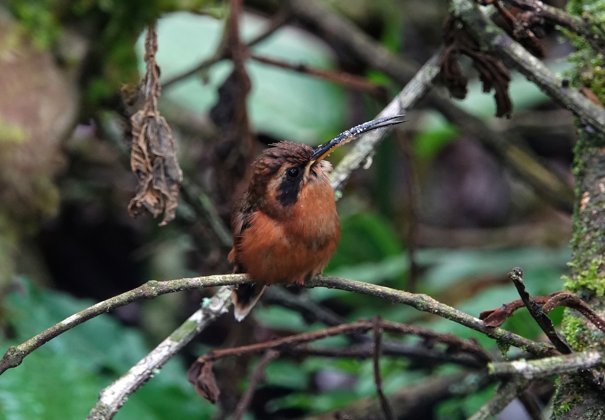 Gray-chinned Hermit - ML609812608