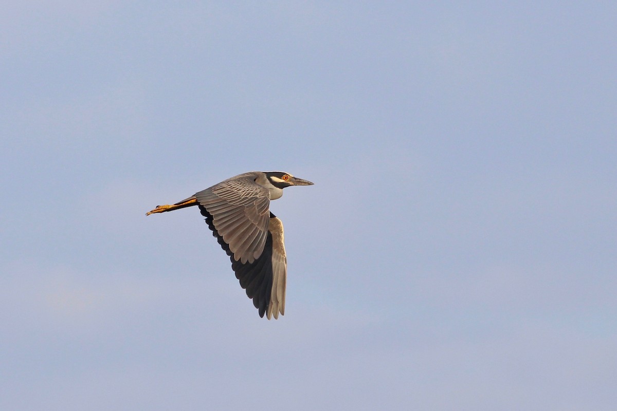 Yellow-crowned Night Heron - Oscar Johnson