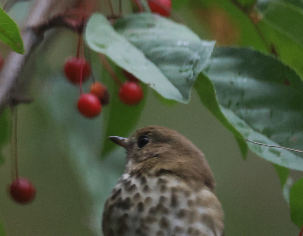 Hermit Thrush - ML609812611