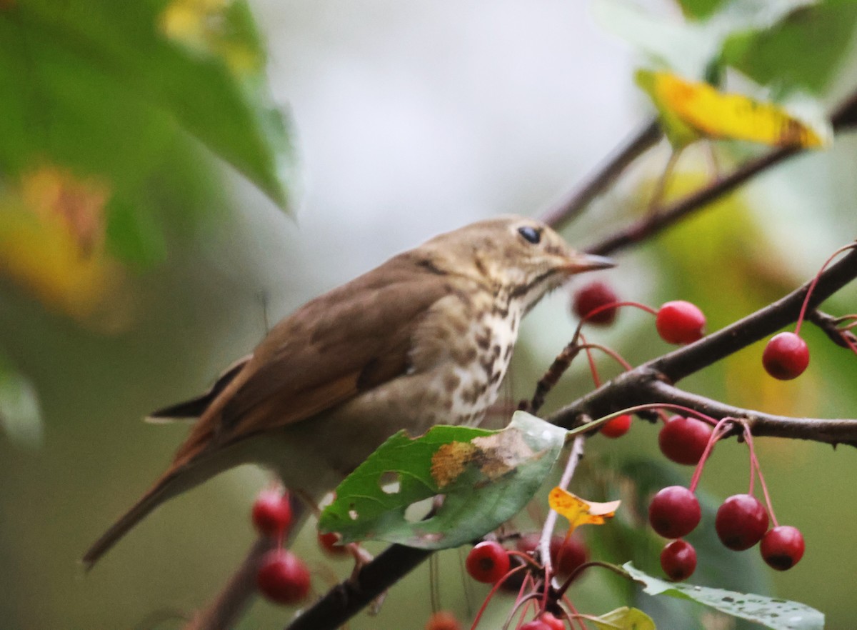 Hermit Thrush - Bob  Crowley