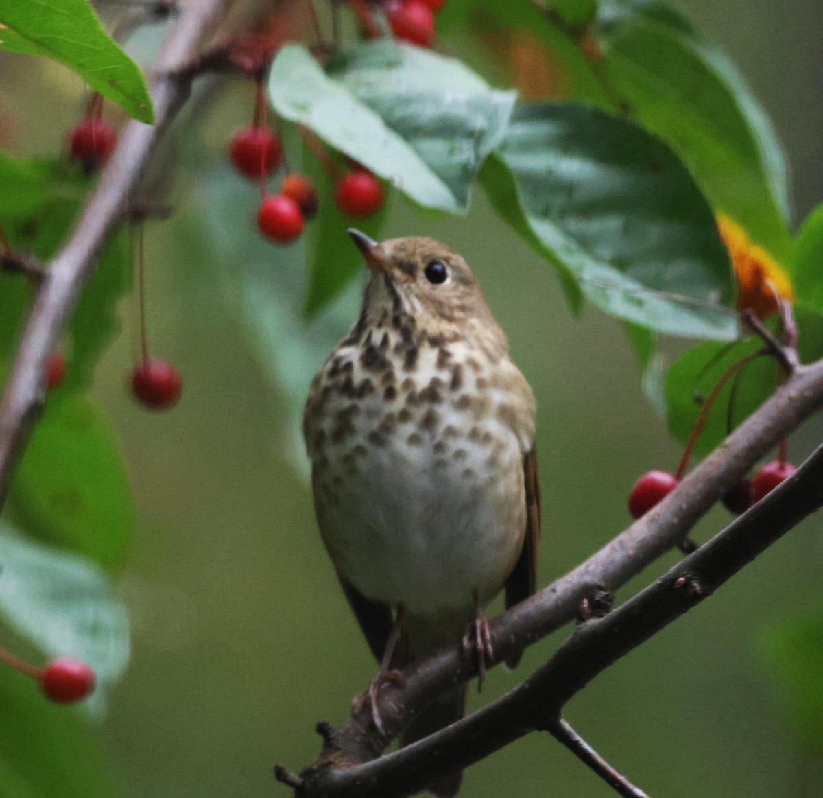 Hermit Thrush - ML609812613
