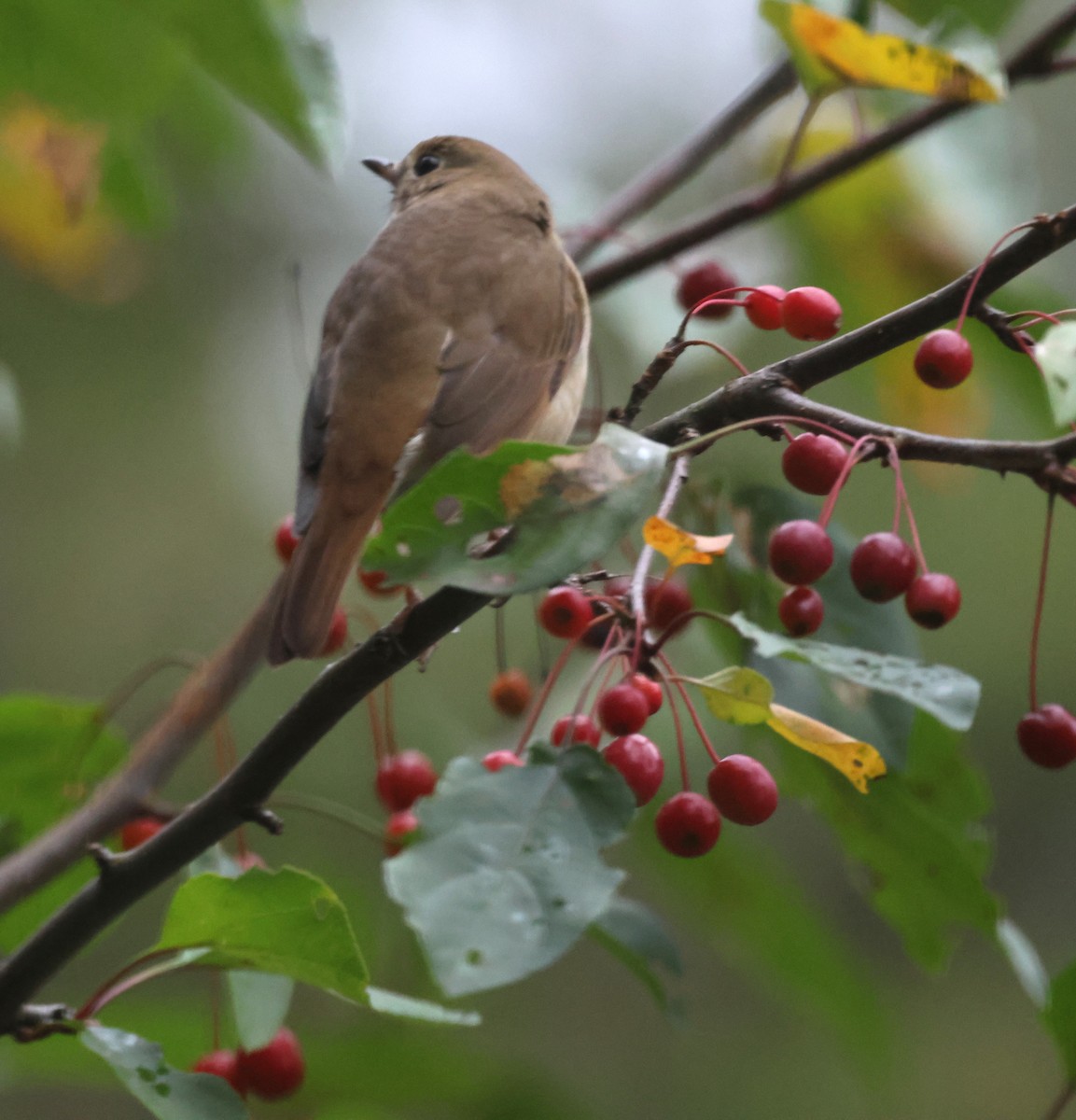 Hermit Thrush - ML609812614