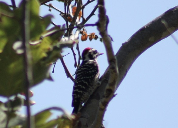 Nuttall's Woodpecker - Mavis Wetherington