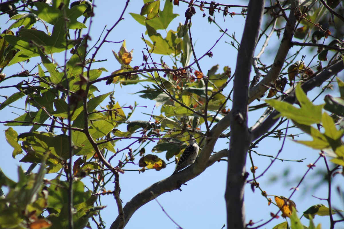 Nuttall's Woodpecker - Mavis Wetherington