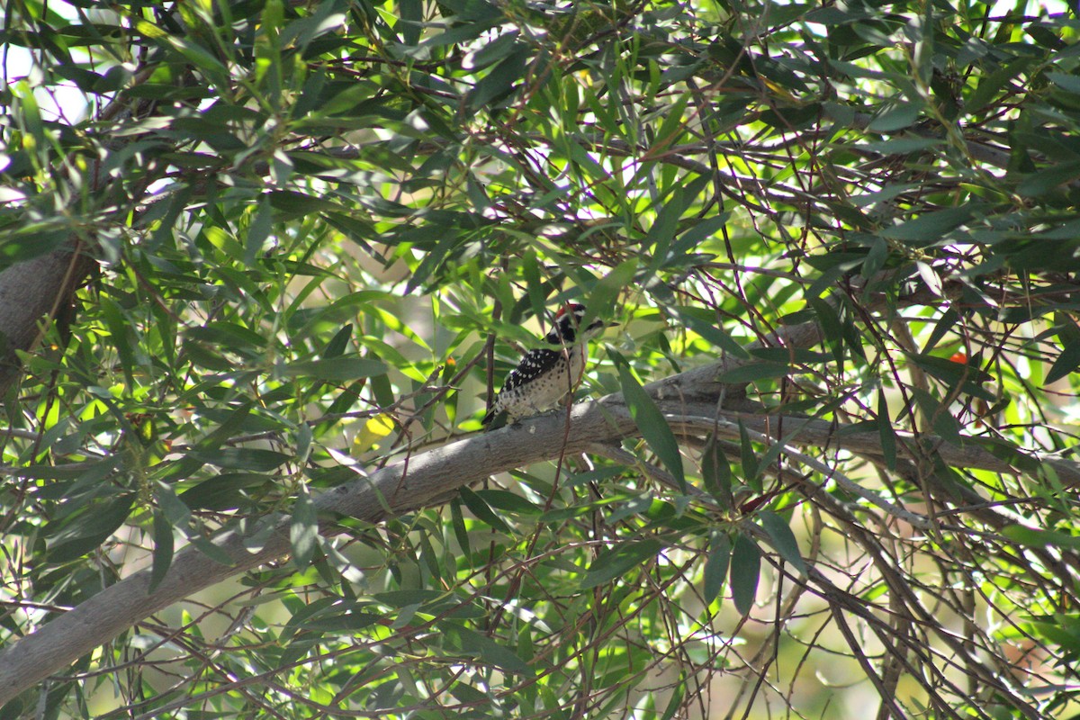 Nuttall's Woodpecker - ML609812833