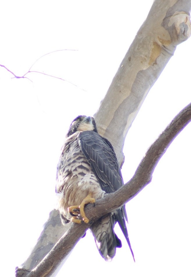 Peregrine Falcon - Mavis Wetherington