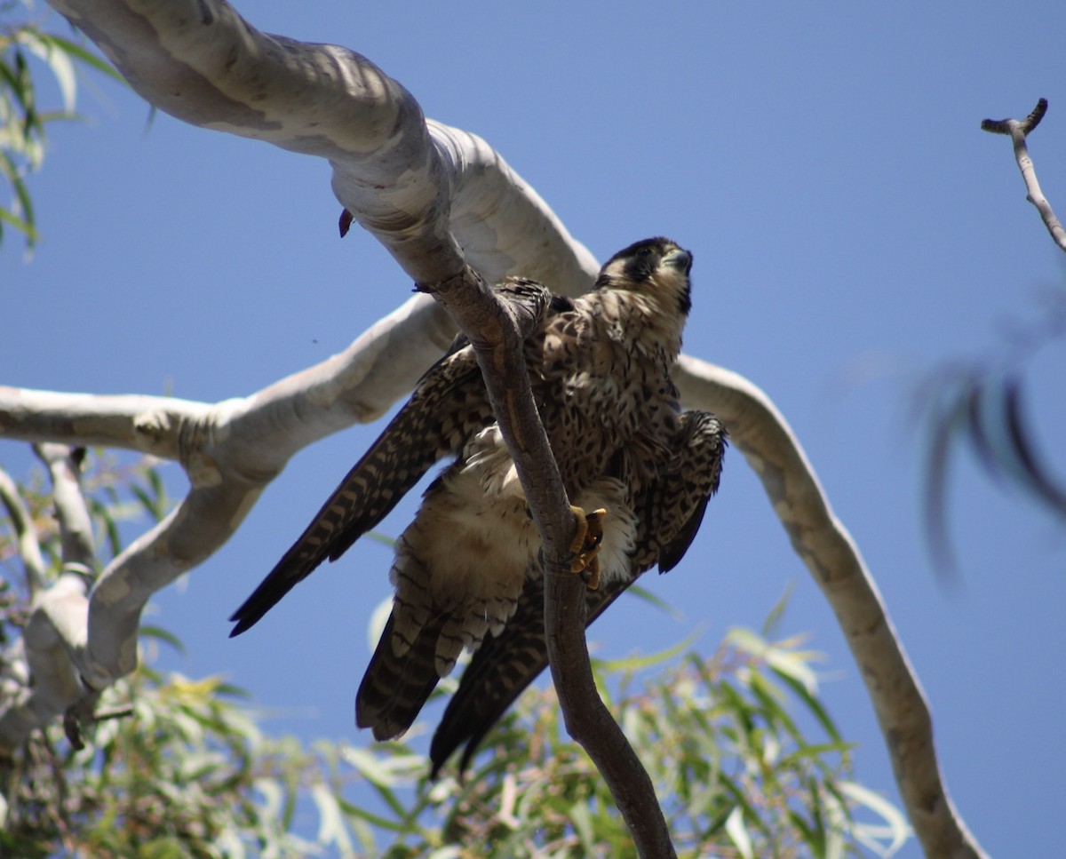 Peregrine Falcon - Mavis Wetherington