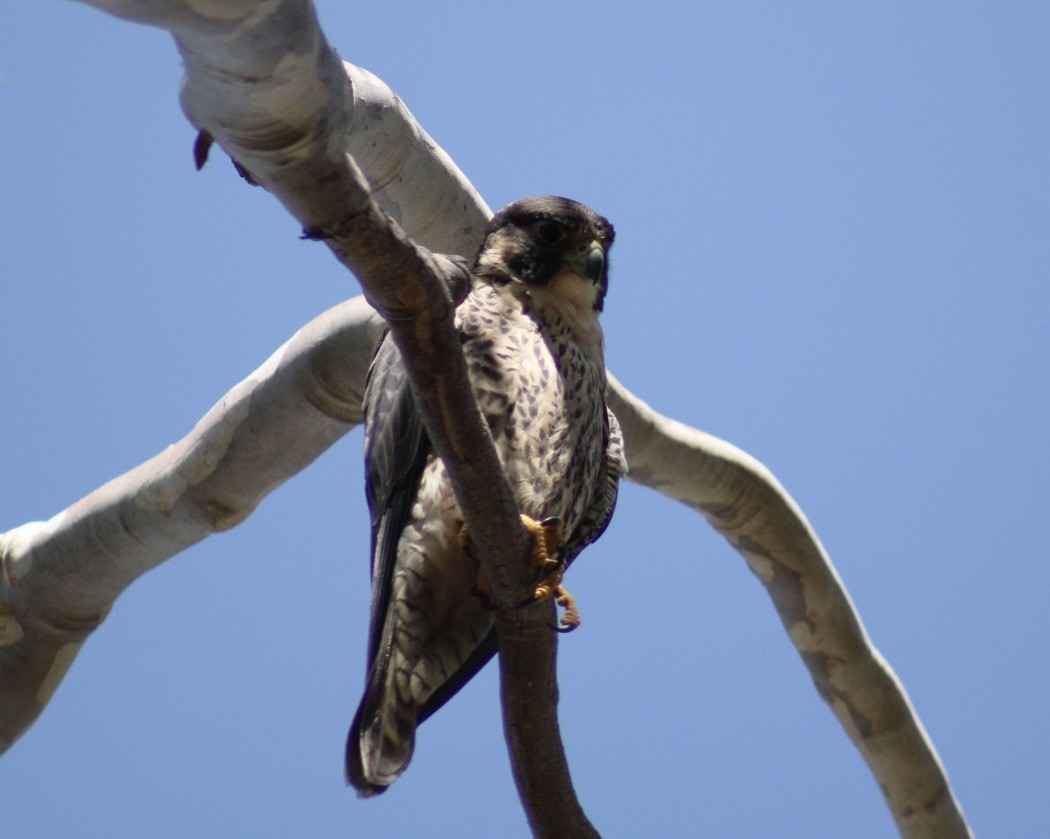 Peregrine Falcon - Mavis Wetherington