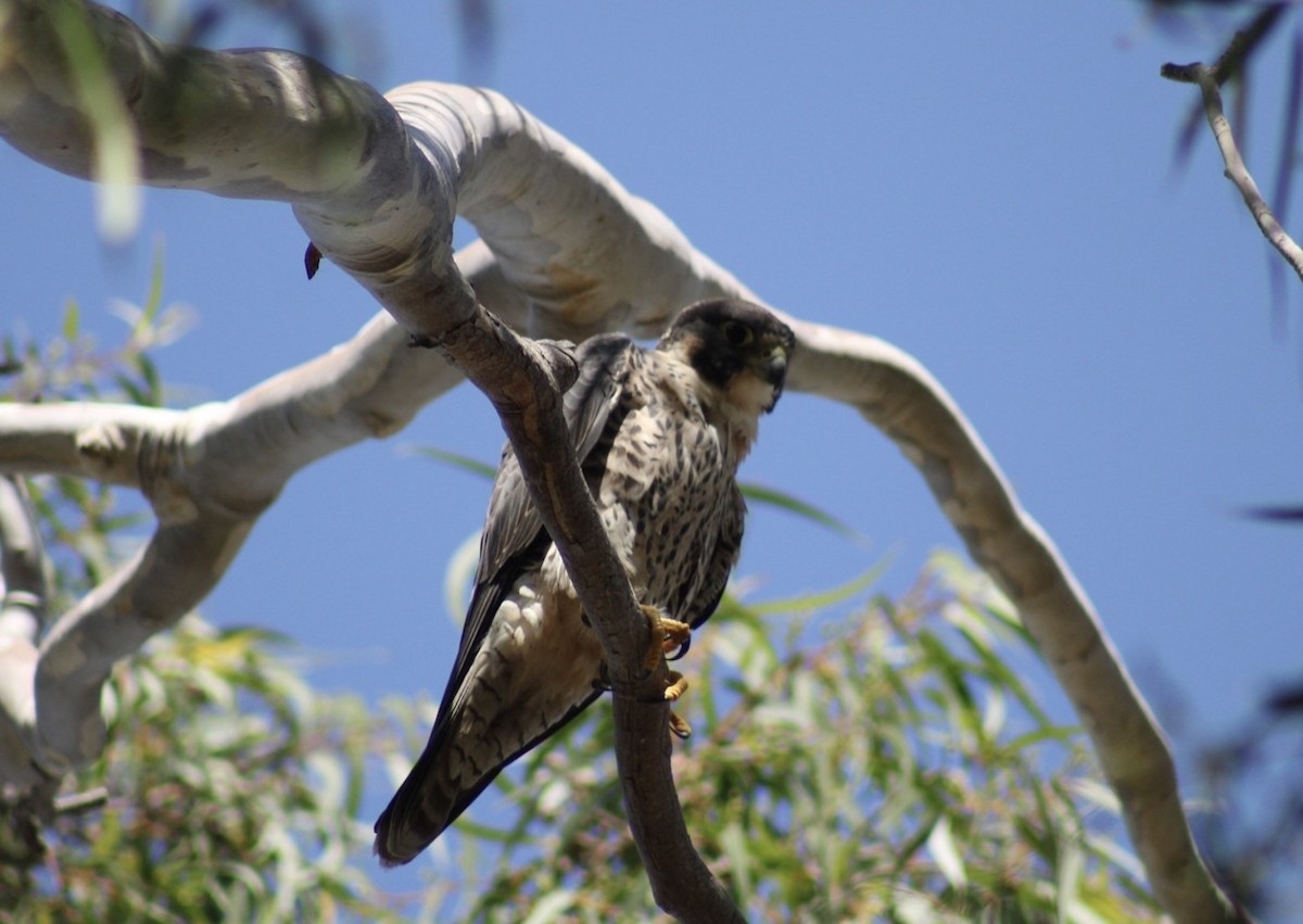 Peregrine Falcon - Mavis Wetherington