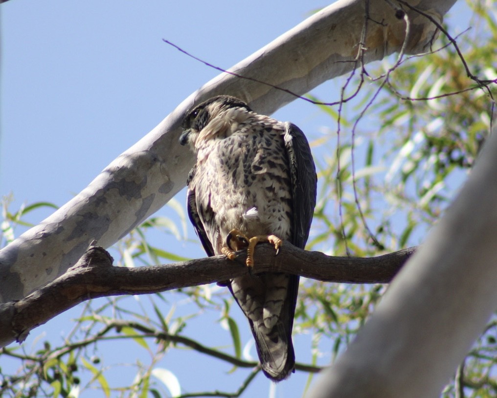 Peregrine Falcon - ML609812854