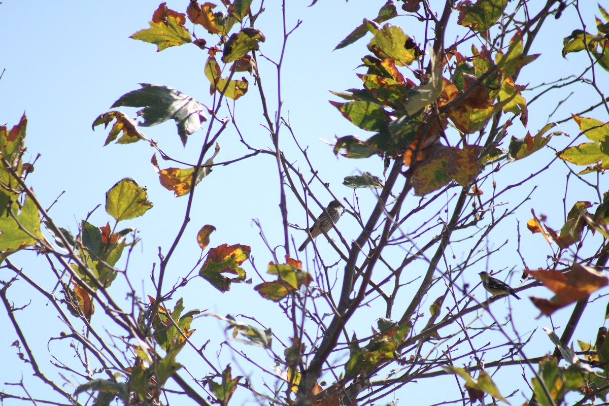 House Finch - Mavis Wetherington