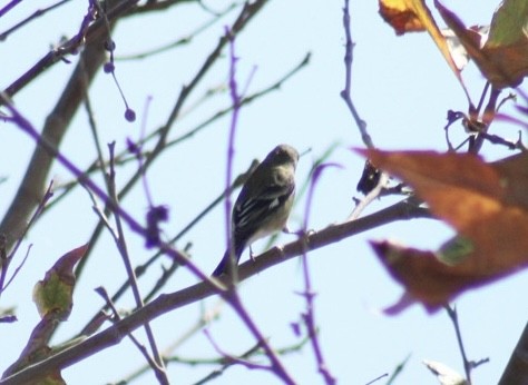 Lesser Goldfinch - Mavis Wetherington