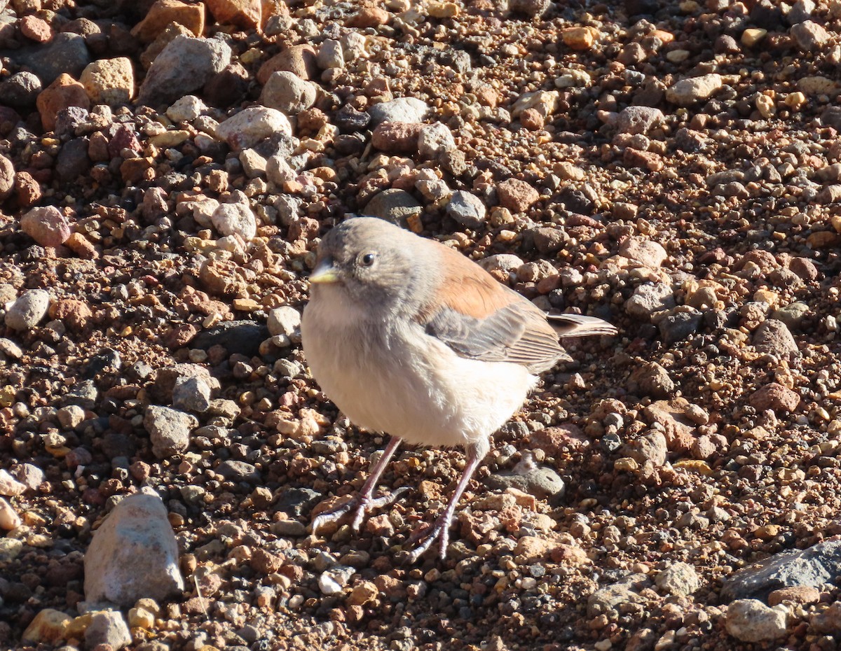 Red-backed Sierra Finch - ML609813003