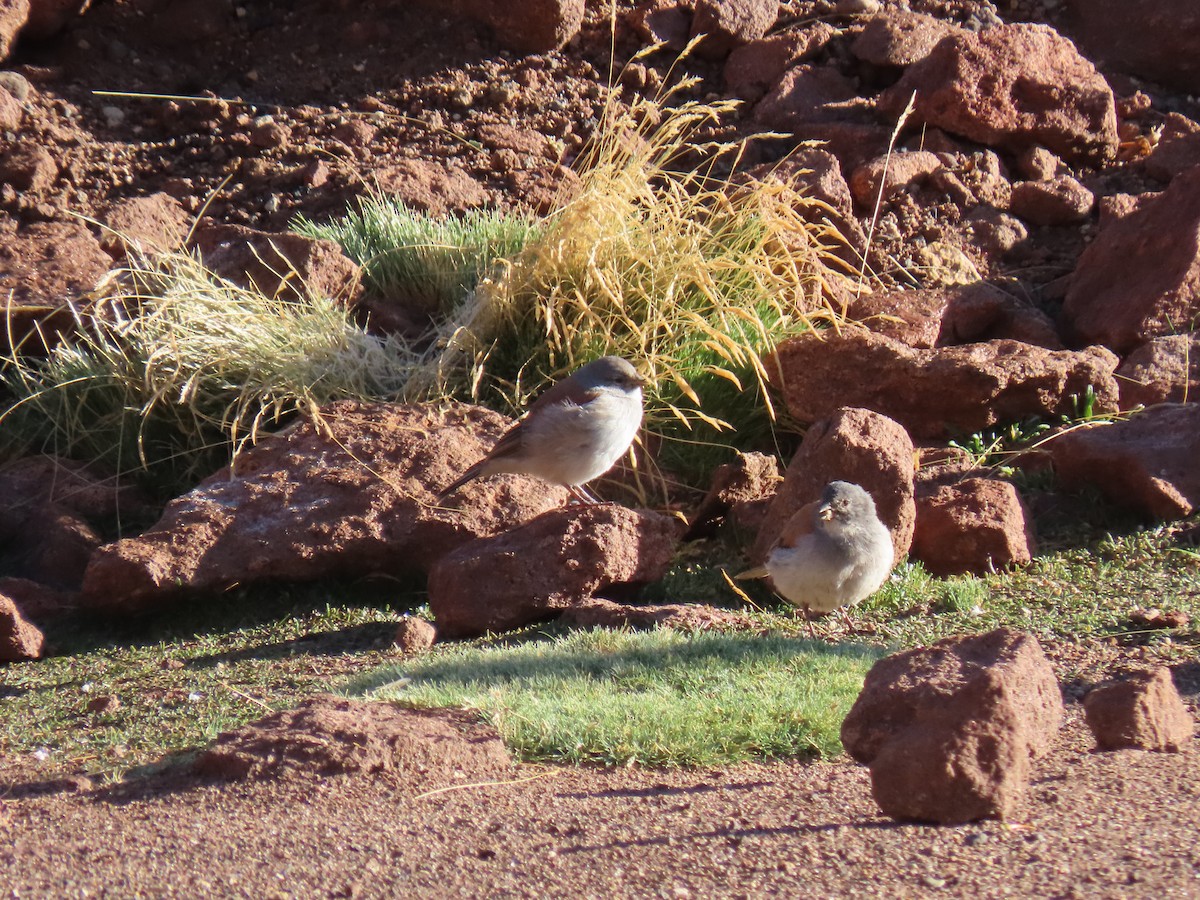 Red-backed Sierra Finch - ML609813004