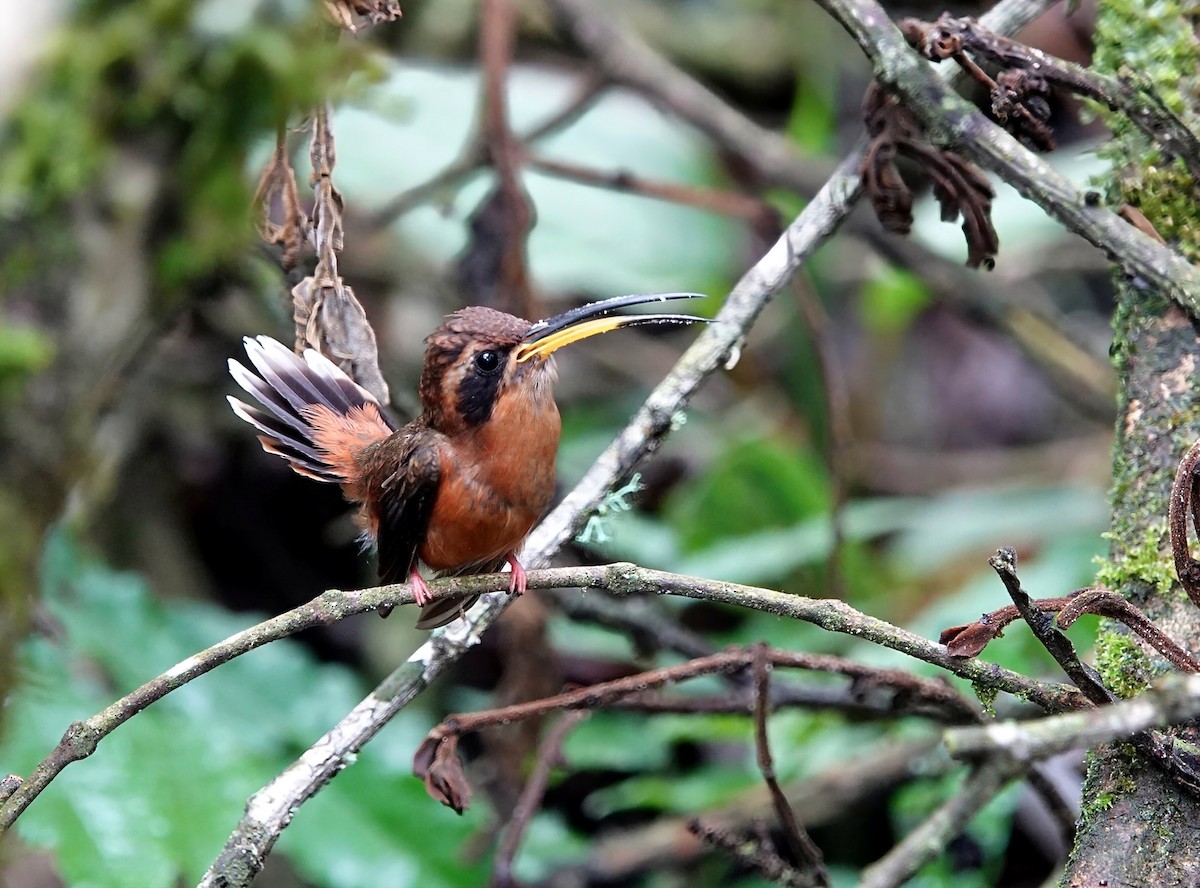 Gray-chinned Hermit - ML609813033