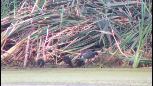 Gallinule d'Amérique - ML609813041