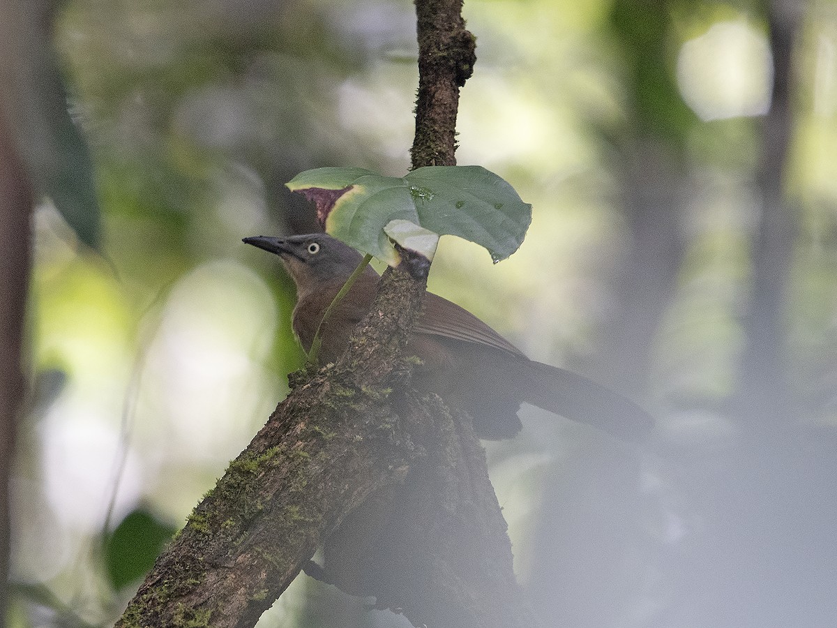 Ashy-headed Laughingthrush - ML609813067