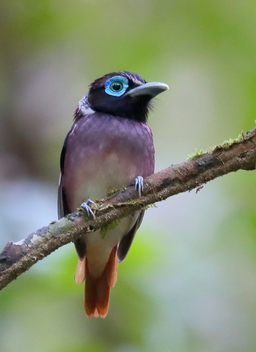 Visayan Broadbill - ML609813080