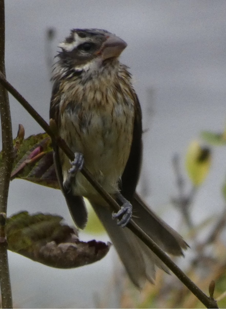 Rose-breasted/Black-headed Grosbeak - ML609813111