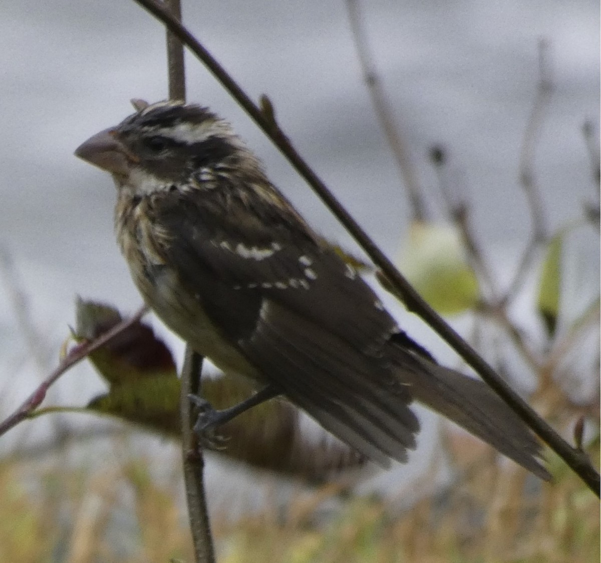 Rose-breasted/Black-headed Grosbeak - ML609813112