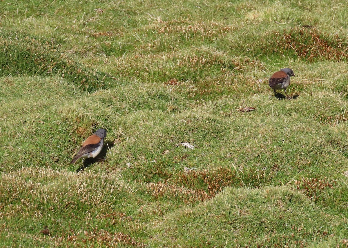 Red-backed Sierra Finch - ML609813150