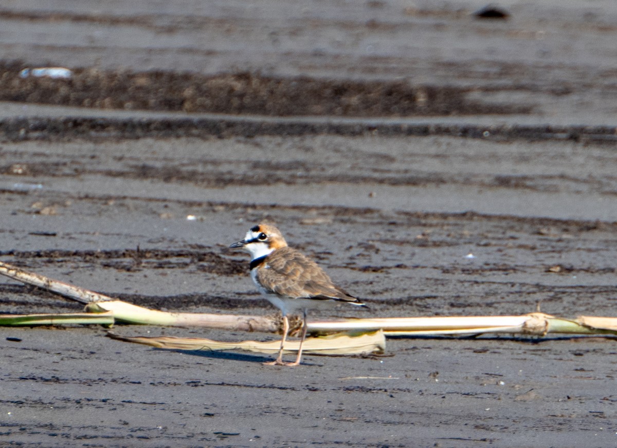 Collared Plover - ML609813165